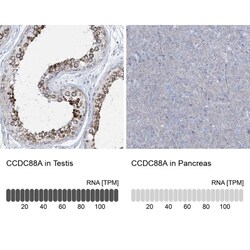 Girdin Antibody, Novus Biologicals 0.1mL; Unlabeled:Antibodies, Polyclonal